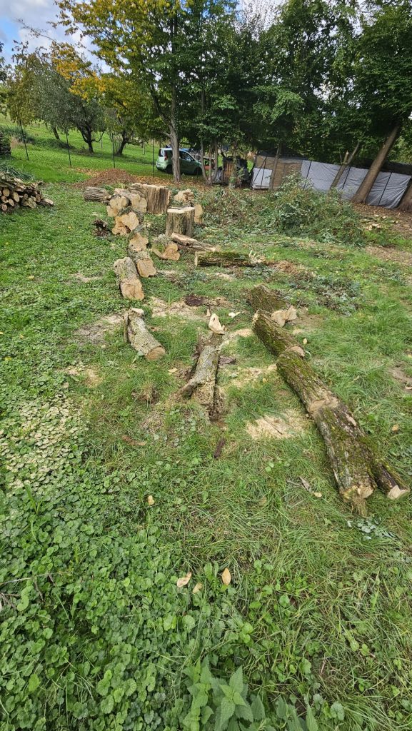 Rodungen einer Fläche