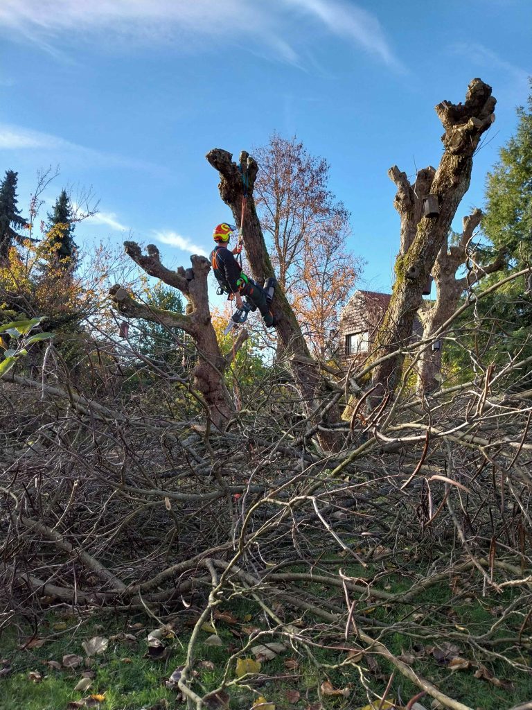 Baumschnitt Fällwerk Walter