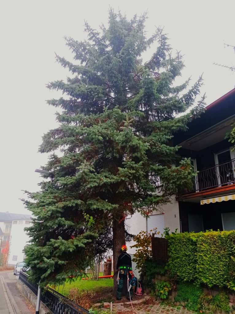 Fällung Fichte Oberkirch Haslach