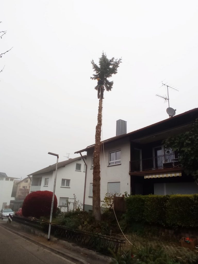 Fällung Fichte Oberkirch Haslach