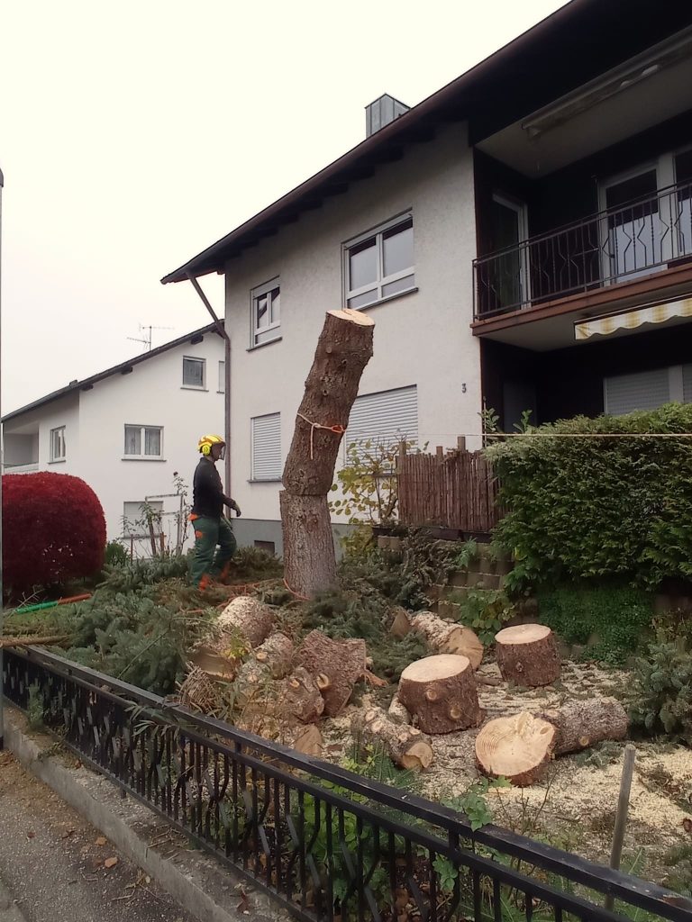 Fällung Fichte Oberkirch Haslach