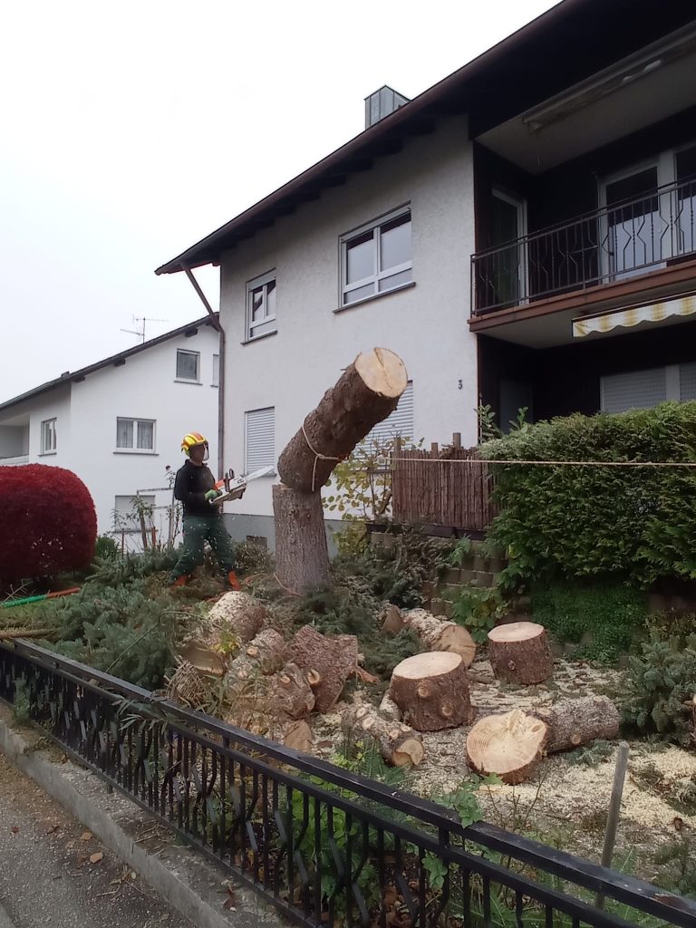 Fällung einer Fichte in Oberkirch Haslach
