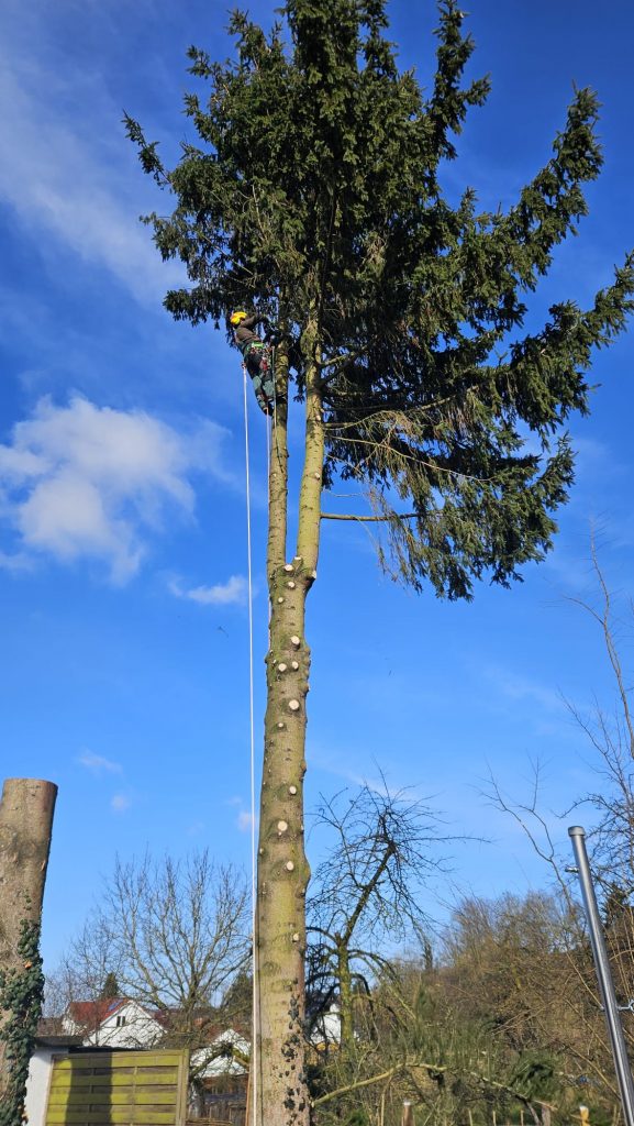 Fällung einer Fichte mit Doppelspitze, Fällwerk Walter