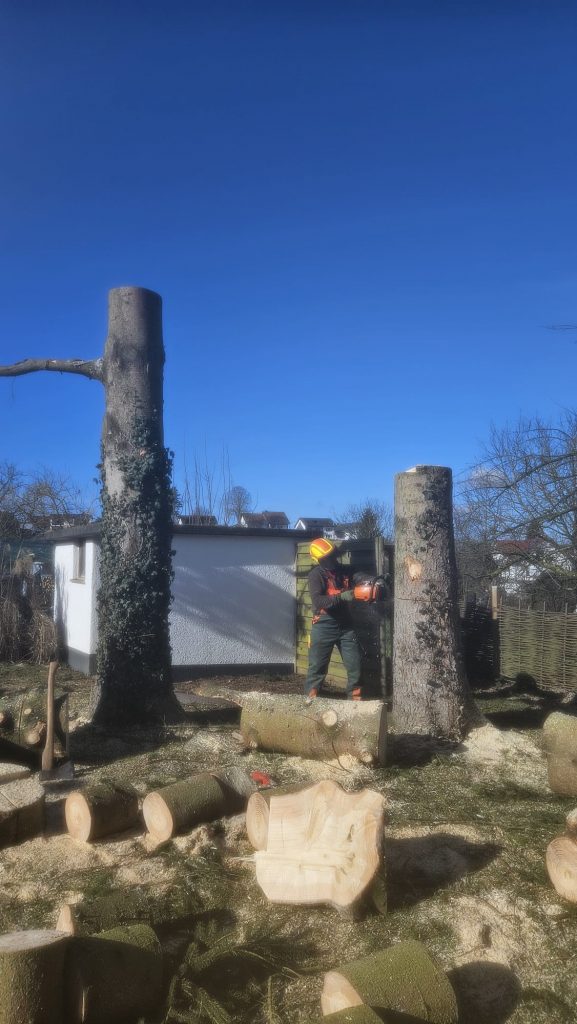 Feinschliff nach der Fällung, Fällwerk Walter