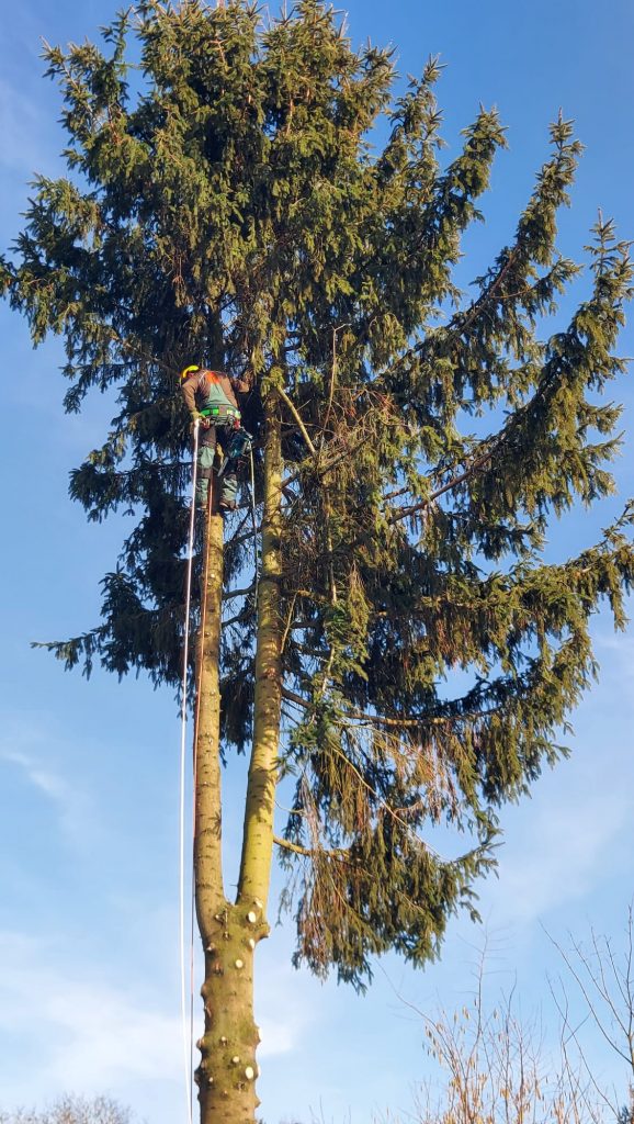 Seilsicherung beim Baumfällen, Fällwerk Walter
