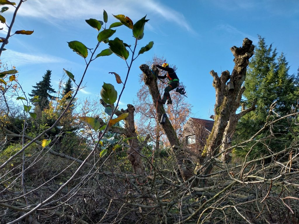 Ablauf einer Baumfällung