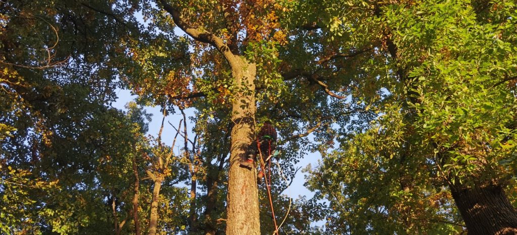 Zertifizierung Fällwerk Walter